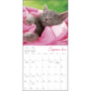 Cat Naps 2026 Wall Calendar - Image 5