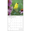 Songbirds of North America 2026 Wall Calendar - Image 5
