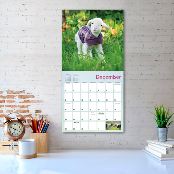 Lambies in Jammies 2024 Wall Calendar RSVP