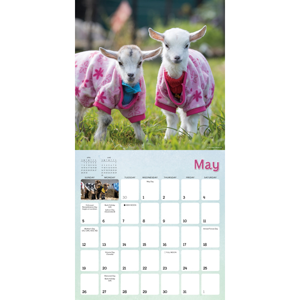 Lambies in Jammies 2024 Wall Calendar RSVP