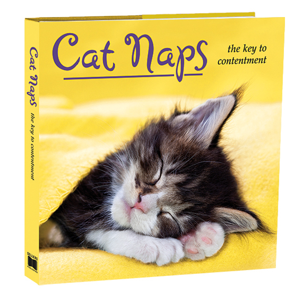 Catnap анимация. Cat nap. Cat nap idiom. Кошка Catnap. Кэт Cat nap.