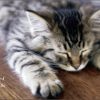 Cat Naps - Image 2