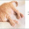 Cat Naps - Image 3