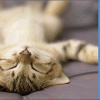Cat Naps - Image 4