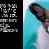 Pooped Puppies - Image 4