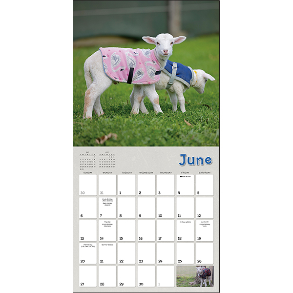 Lambies in Jammies 2027 Wall Calendar - Image 4