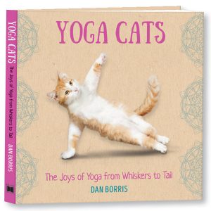 Yoga Cats