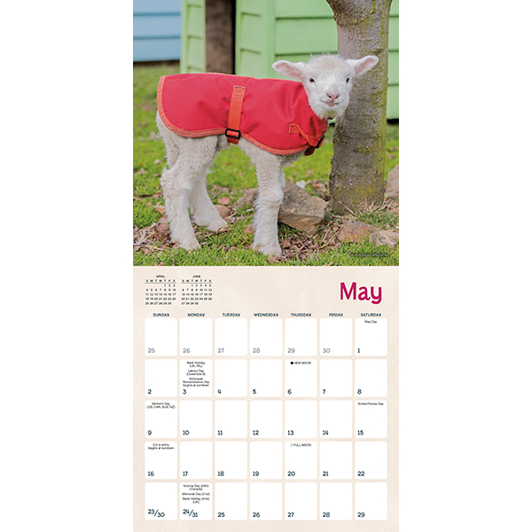Lambies In Jammies 2027 Mini Calendar - Image 4