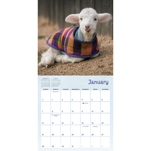 Lambies In Jammies 2024 Mini Calendar RSVP