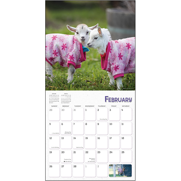 Lambies in Jammies 2023 Wall Calendar RSVP