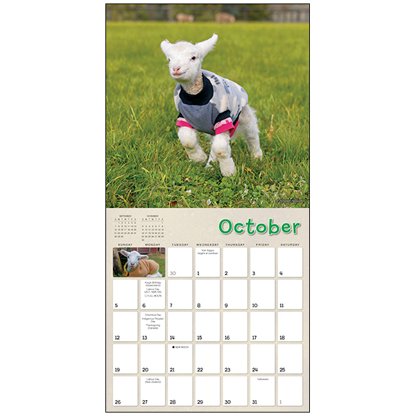 Lambies In Jammies Calendar 2025 