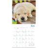 Pooped Puppies 2025 Mini Calendar - Image 5