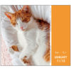 Cat Naps 2025 Daily Calendar - Image 5