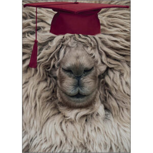 Graduation Humor - G13267