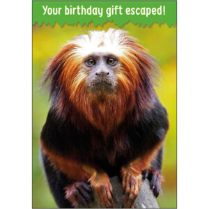 Birthday Humor - B3986A