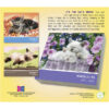 Cat Naps 2026 Daily Calendar - Image 2