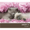 Cat Naps 2026 Daily Calendar - Image 5