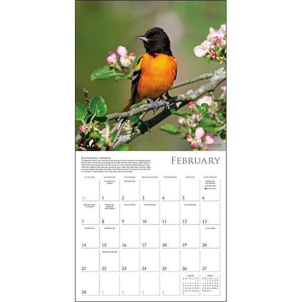 Songbirds of North America 2027 Wall Calendar - Image 3