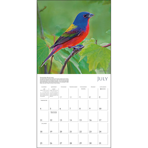 Songbirds of North America 2027 Wall Calendar - Image 4