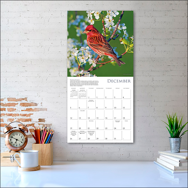 Songbirds of North America 2027 Wall Calendar - Image 5